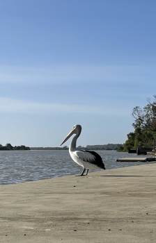 Tailem Bend 钓点分享